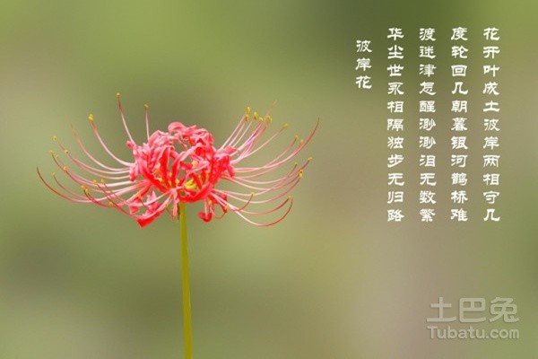 这种花叫彼岸花,彼岸花有红色和白色两种,然而它的花语都是比较悲伤的